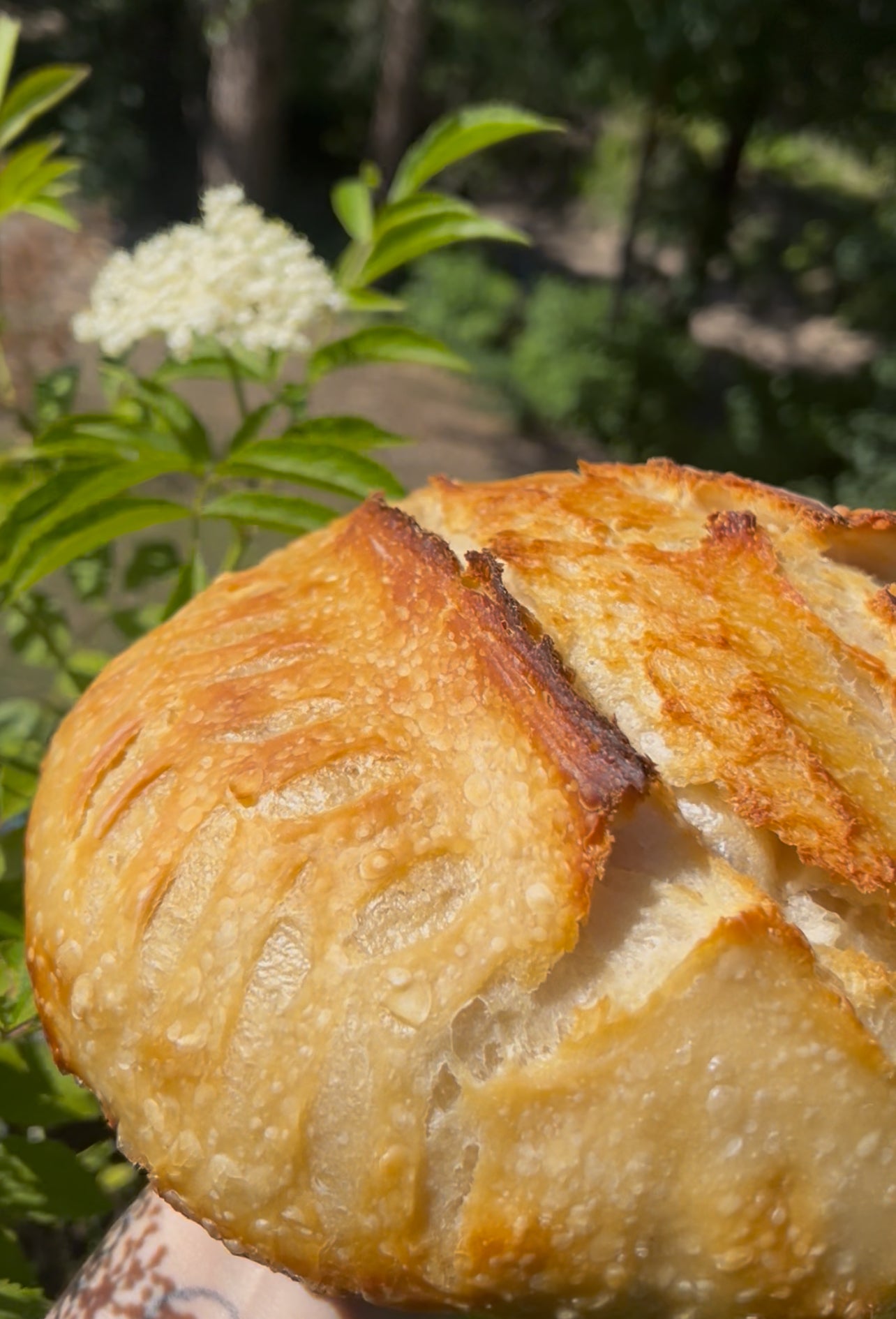 organic sourdough starter